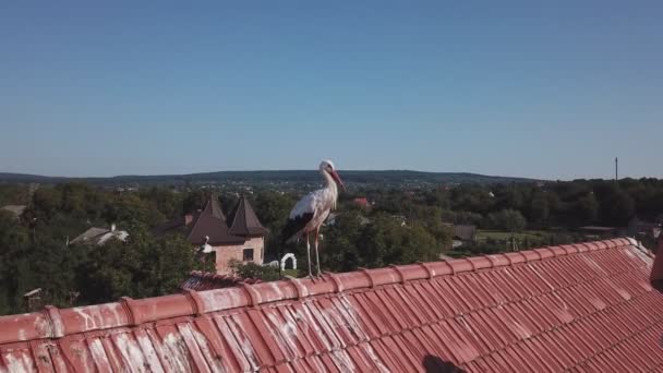 Jeden jeřáb je na střeše — Stock video