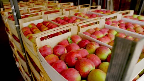 Коробки с яблоками крупным планом — стоковое видео