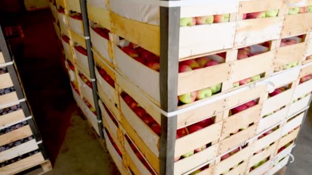 Kırmızı elmalar kutularda — Stok video