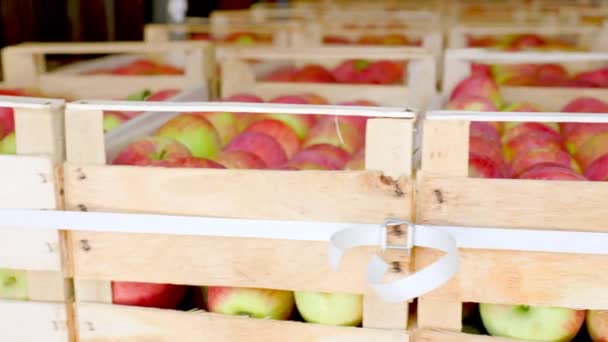 Muchas cajas de manzanas — Vídeos de Stock