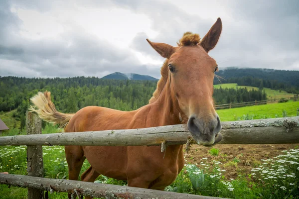 Häst på naturen — Stockfoto