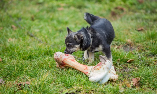 Cão e osso — Fotografia de Stock