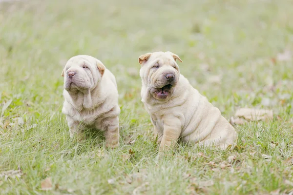 Two Shar Pei puppy — Stock Photo, Image
