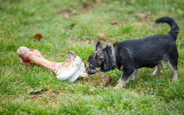 Hond en bot — Stockfoto