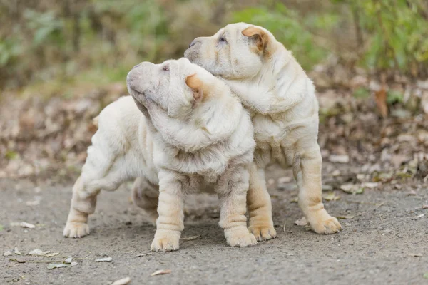 Dwa Shar Pei szczeniak — Zdjęcie stockowe