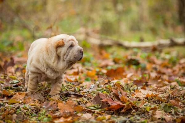 Shar pei köpek yavrusu — Stok fotoğraf