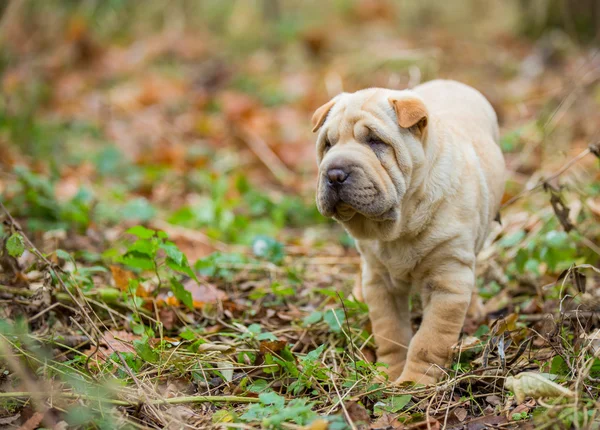 Shar Pei puppy — Stock Photo, Image