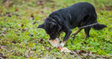 köpek ve kemik