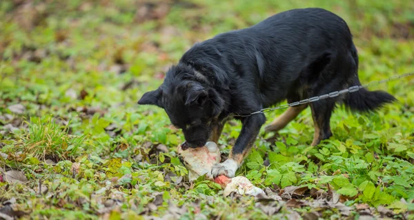 Hond en bot — Stockfoto