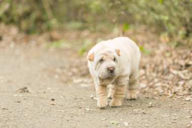 shar pei köpek yavrusu