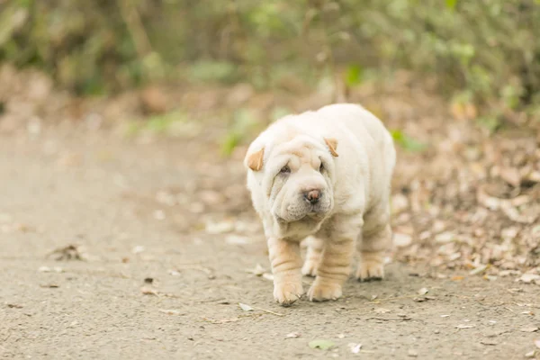 Shar Pei puppy — Stock Photo, Image