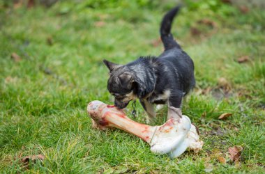 köpek ve kemik