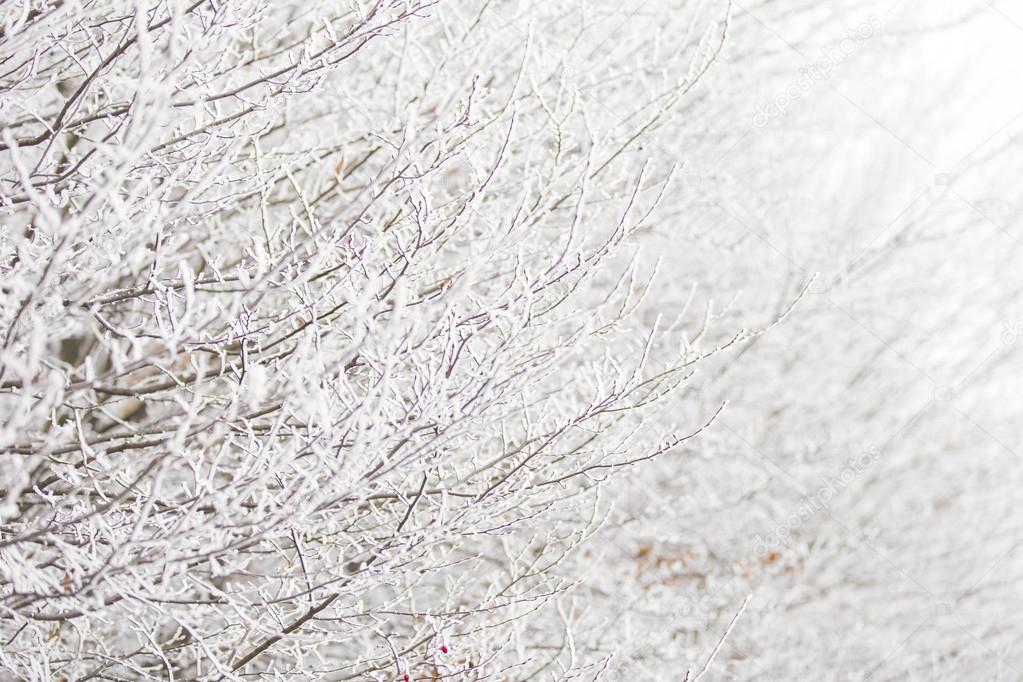 branch with hoarfrost