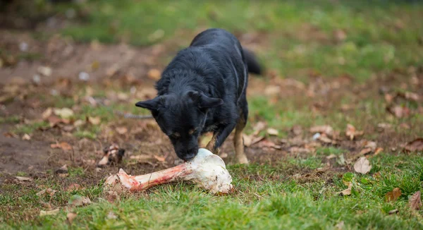 犬と骨 — ストック写真