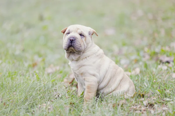 Shar-pei kiskutya — Stock Fotó