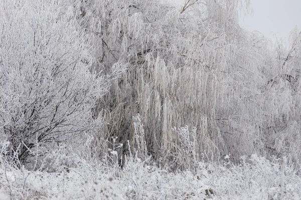 Wald mit Frost bedeckt — Stockfoto