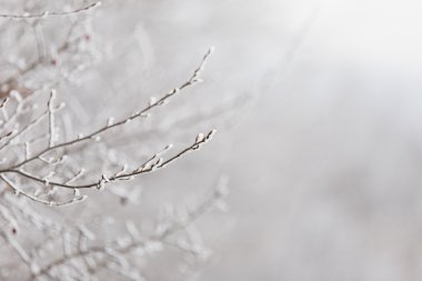 hoarfrost şube