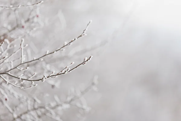 Branch with hoarfrost — Stock Photo, Image