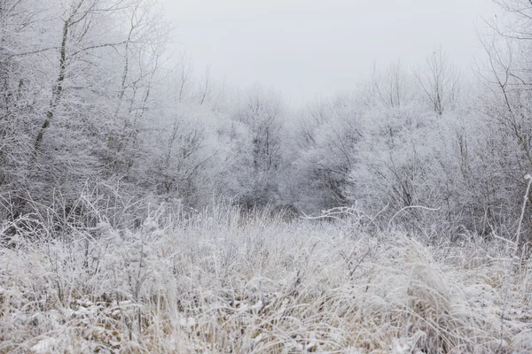 Skog täckt med frost — Stockfoto