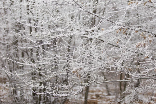 Gren med rimfrost — Stockfoto