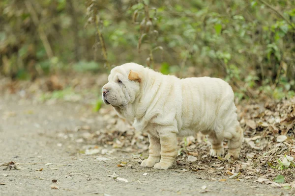 Shar Pei catelus — Fotografie, imagine de stoc