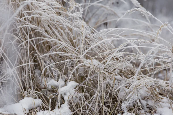 Herbe couverte de givre — Photo