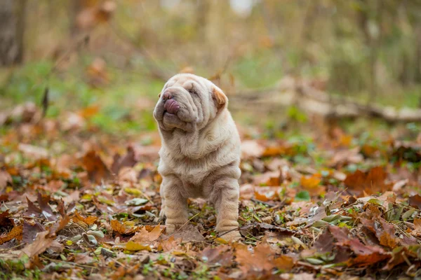 shar pei köpek yavrusu