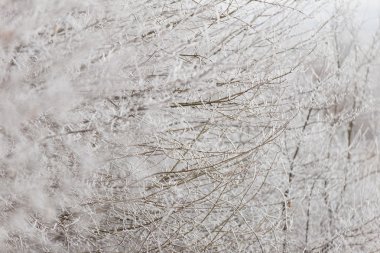 hoarfrost şube