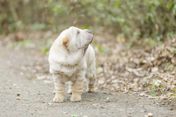 Shar cachorro pei —  Fotos de Stock