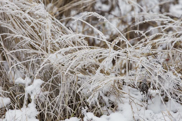 Gräset täckt med frost — Stockfoto