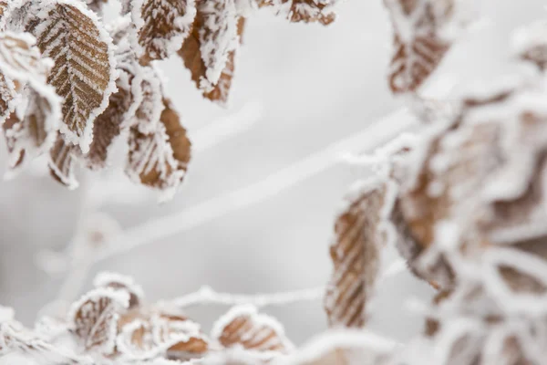 yapraklarda süsleyin