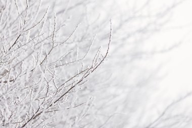 hoarfrost şube