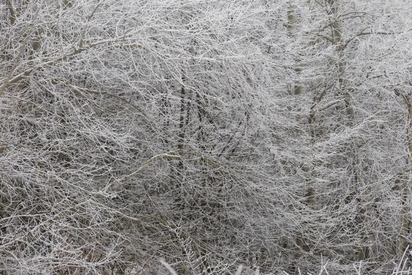 Gren med rimfrost — Stockfoto