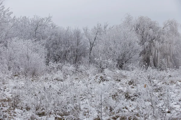 Skog täckt med frost — Stockfoto