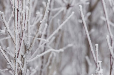 hoarfrost şube