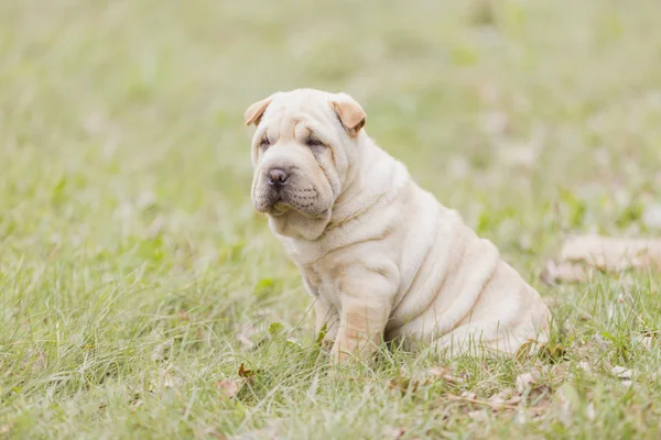 shar pei köpek yavrusu