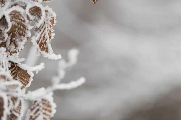 Frost på bladen — Stockfoto