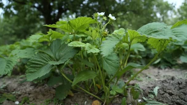 Strawberry flowers — Stock Video