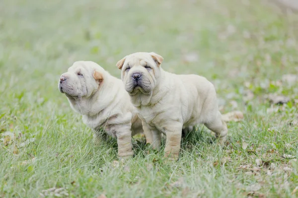 Dois cachorrinho shar pei — Fotografia de Stock