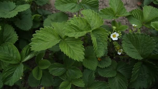 Flores de fresa — Vídeo de stock