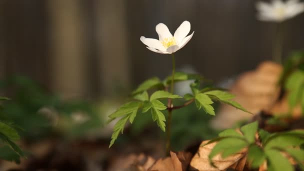 Anemone flowers — Stock Video