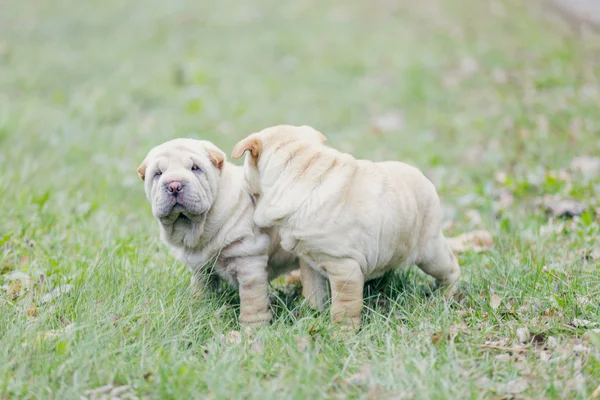 Dois cachorrinho shar pei — Fotografia de Stock