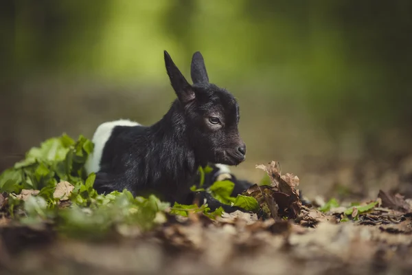 Little kid — Stock Photo, Image