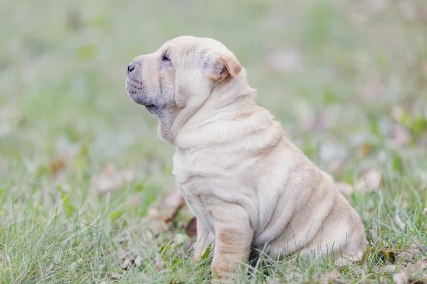 Shar Pei catelus — Fotografie, imagine de stoc