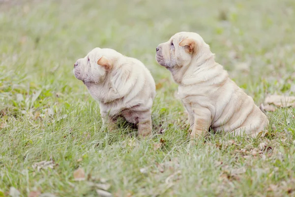 Dois cachorrinho shar pei — Fotografia de Stock