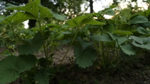 Aardbei bloemen — Stockvideo