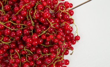 Kırmızı kuş üzümü