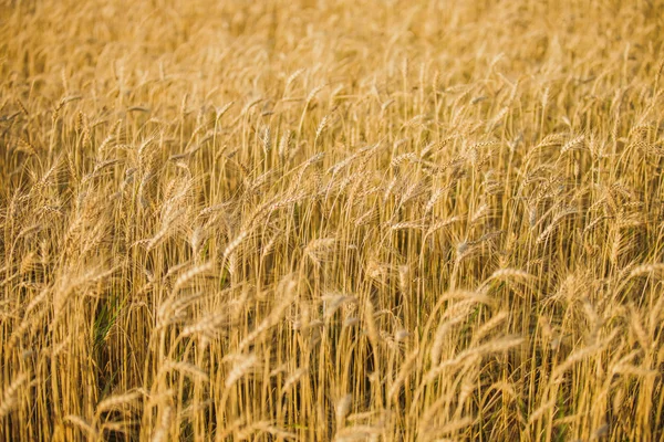 Пшеница в качестве фона — стоковое фото