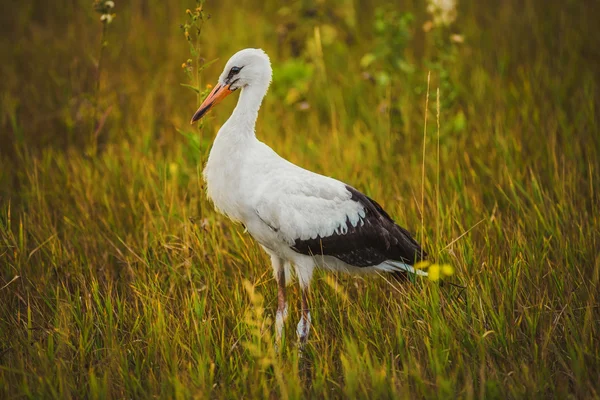 Stork walking on the grass — Stock Photo, Image
