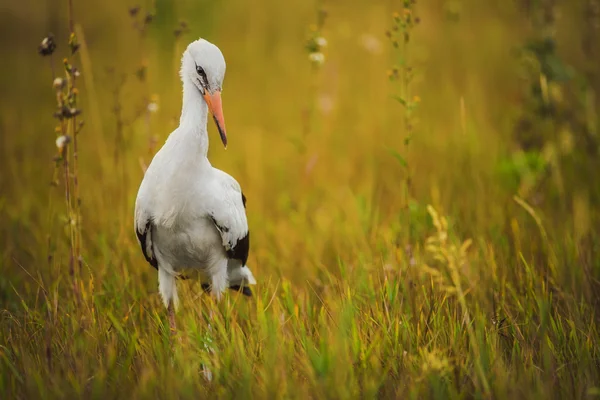 Stork walking on the grass — Stock Photo, Image